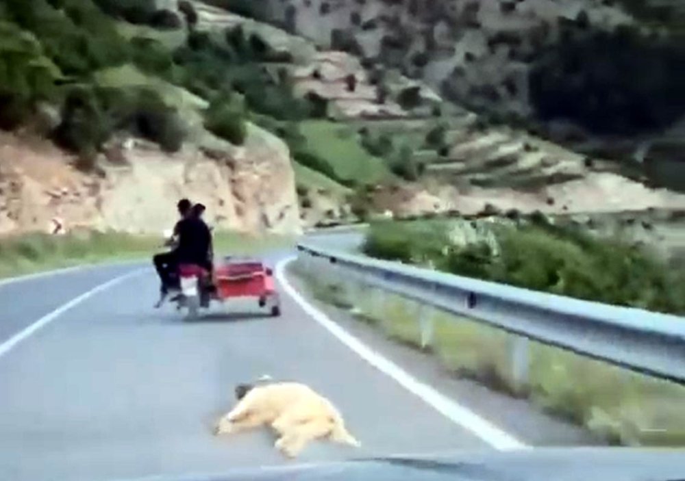 Köpeği motosiklete bağlayıp sürüklemişti! Gözaltına alındı