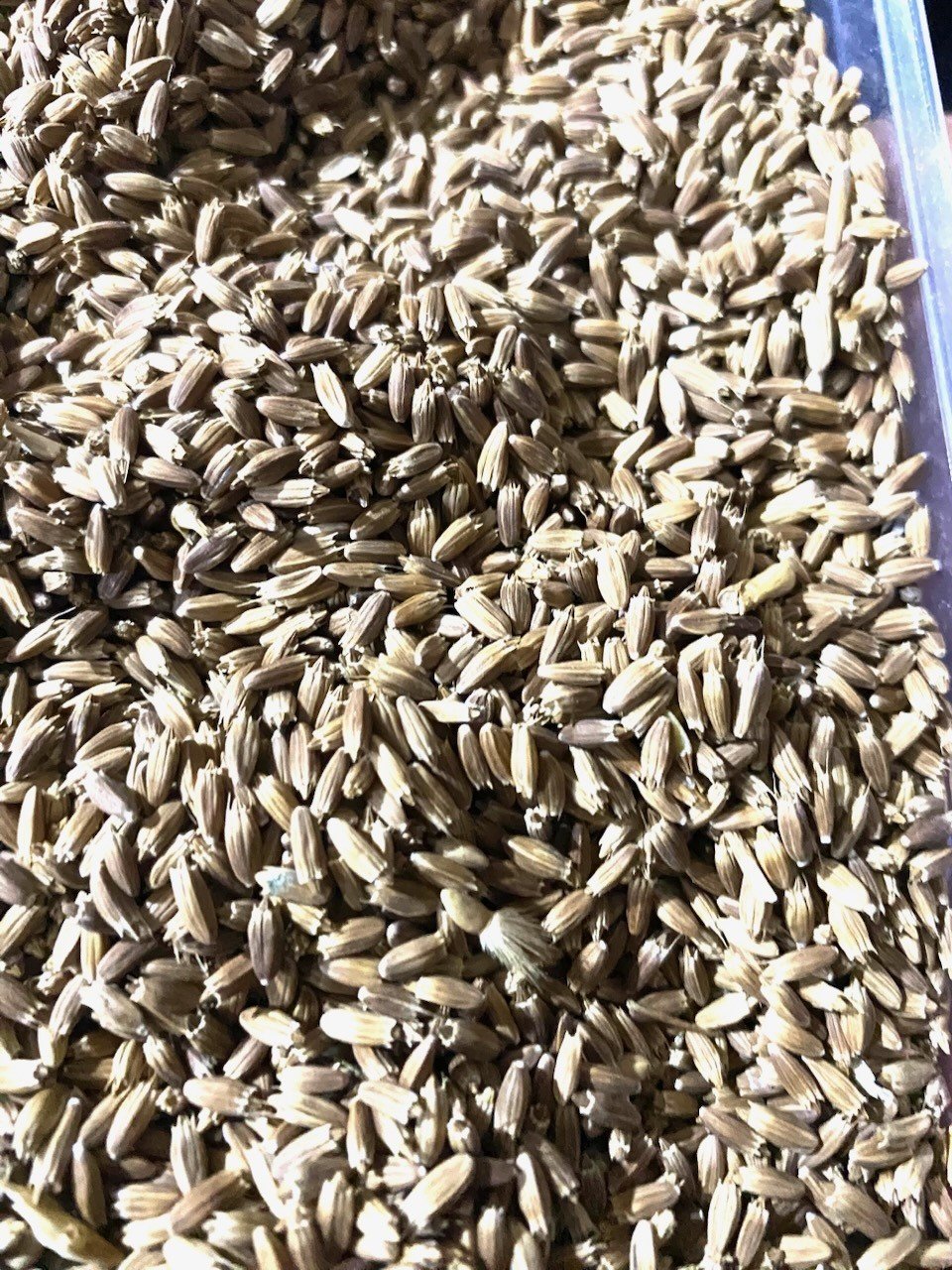 Konya'da kurağa ve soğuğa dayanıklı bitki için üretici bilgilendirildi