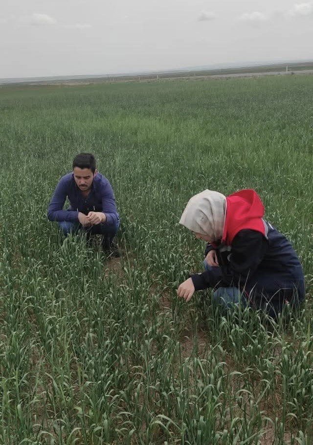 Konya Kulu’da süne sürvey çalışmaları devam ediyor