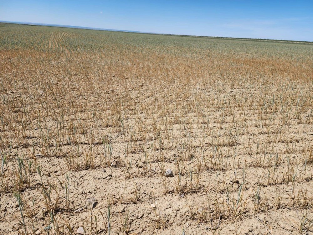 Kulu’da kıraç arazilerdeki ekili ürünleri kuraklık vurdu