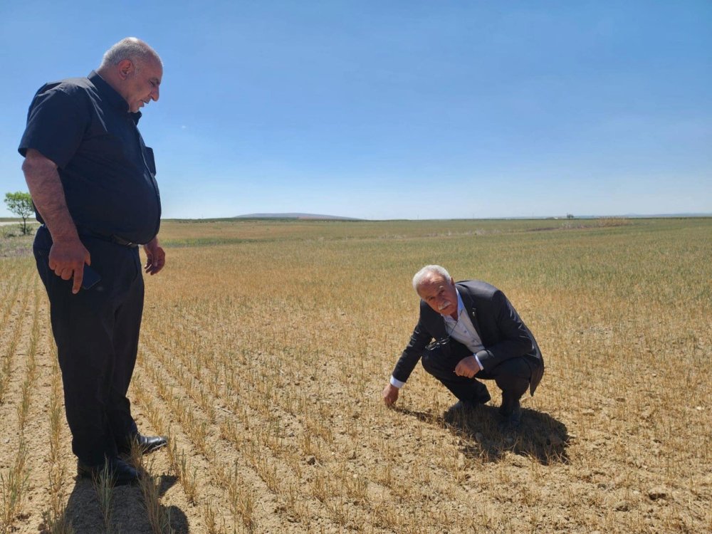 Kulu’da kıraç arazilerdeki ekili ürünleri kuraklık vurdu