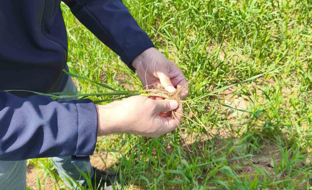 Tarıma yerinde destek... Beyşehir'de ekipler üreticinin yanında
