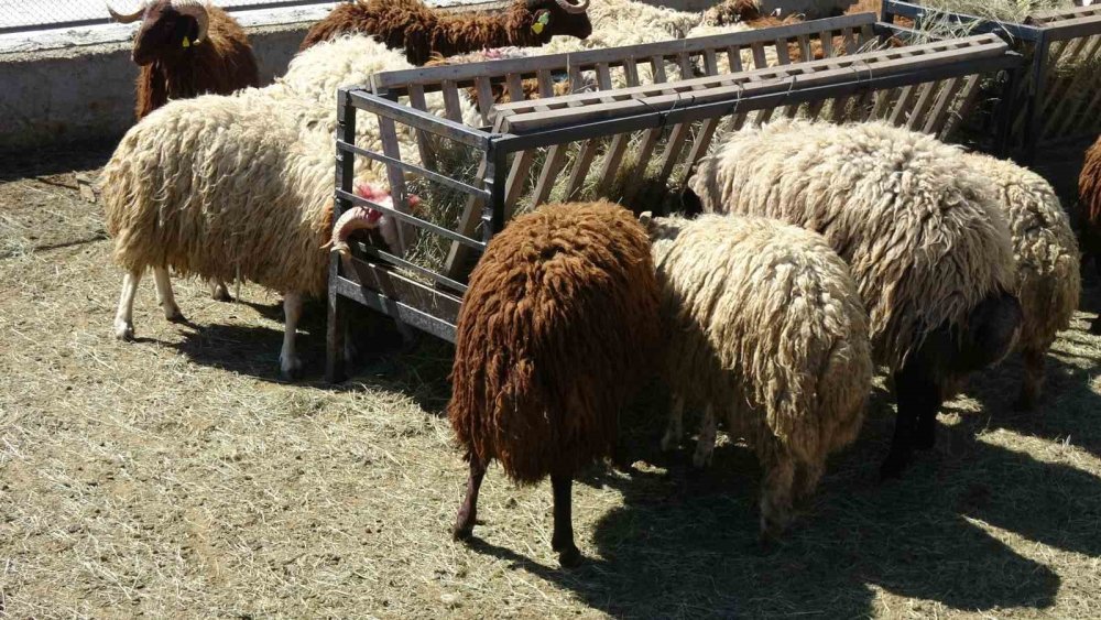 Bunlar da üniversiteli kurbanlıklar