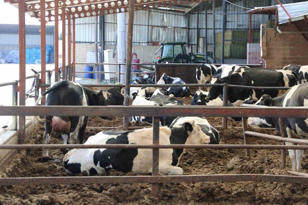 Kurbanlık seçerken bu uyarıları dikkate alın!