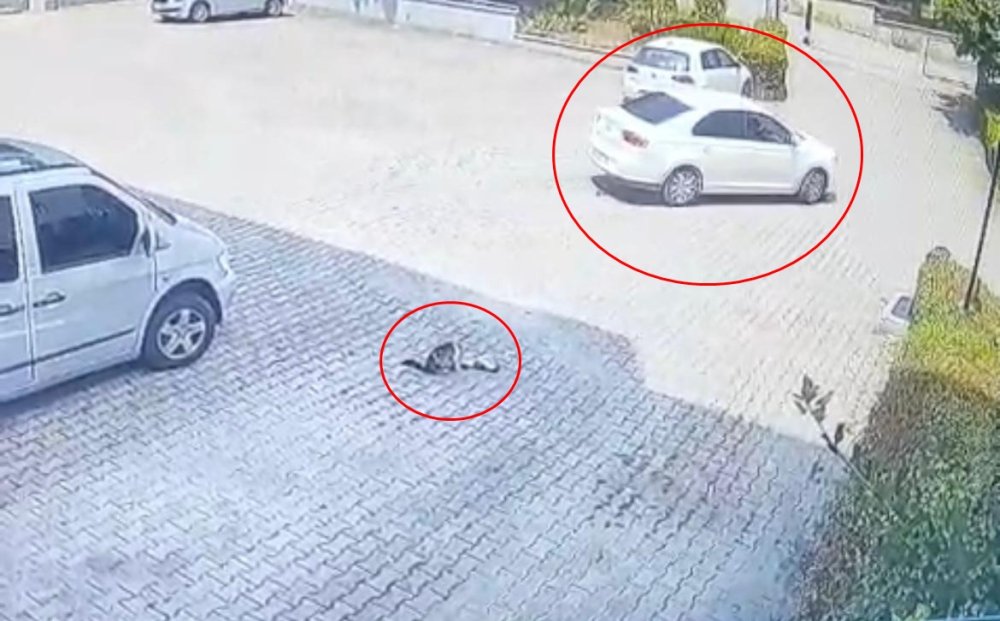 Otomobilin altında kalan yavru kedi öldü, annesi başından ayrılmadı