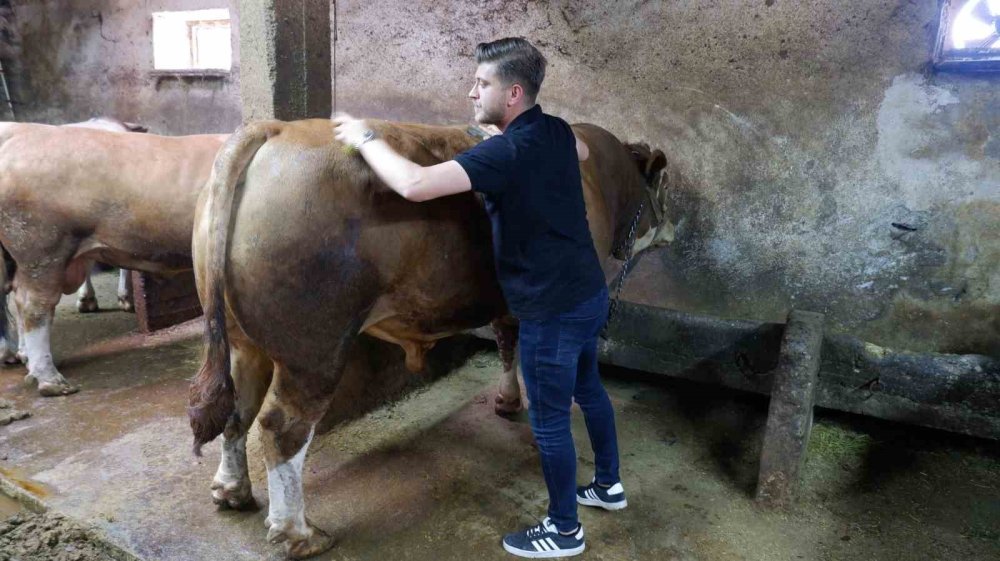 Tosun 400 bin liraya satıldı