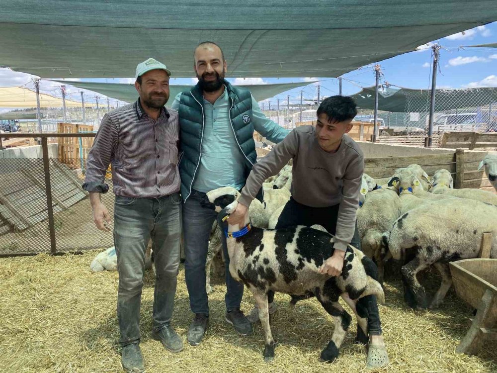 Bayram öncesi piyasa sakin... Konya’da kurban fiyatlarında son durum!