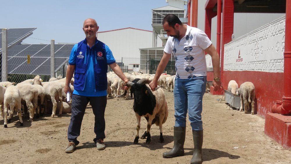 Cumhurbaşkanı Erdoğan'ın bağışladığı kurbanlık iki koç, Konya'da kesildi