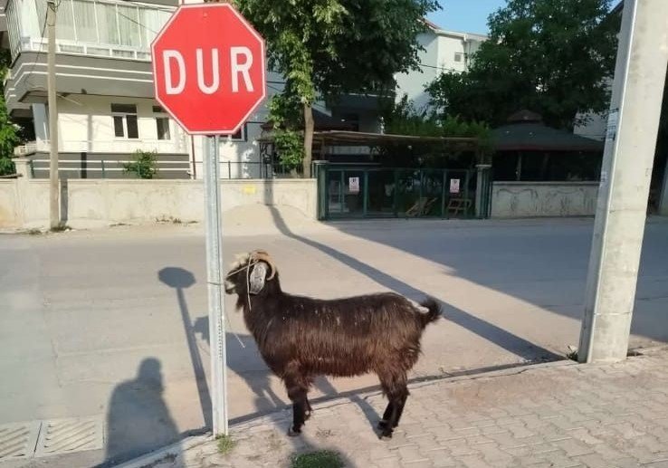 Konya’da firari keçiler bulundu!