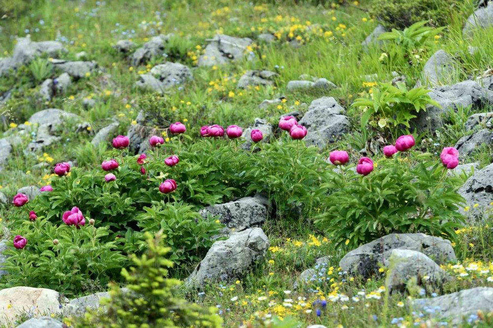 Koparmanın cezası yarım milyon!