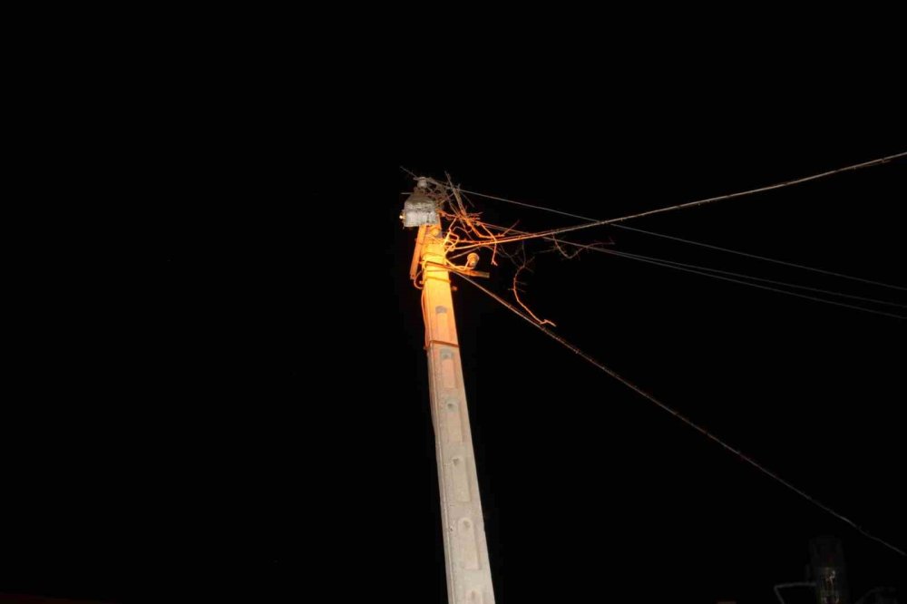 Konya'da yavru leylekler telef oldu