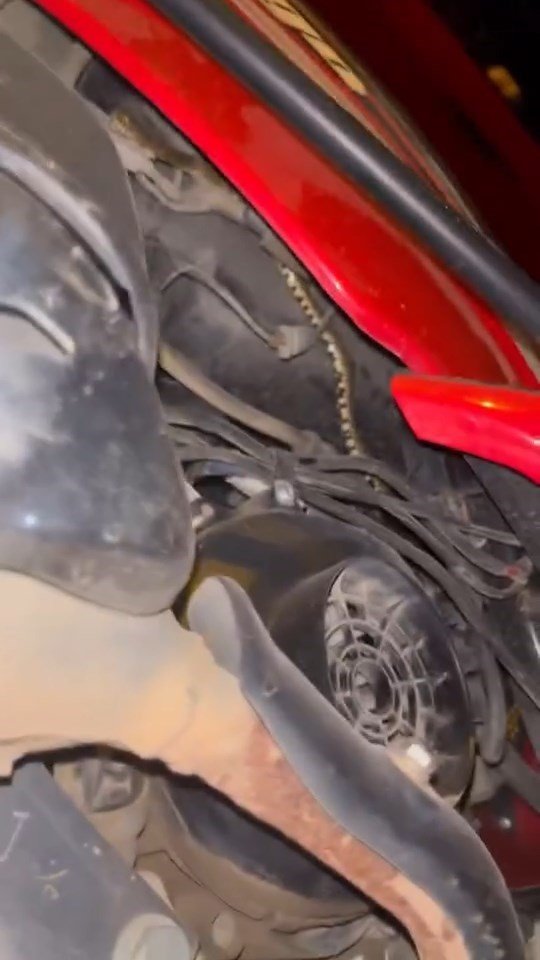 Yılanı tek hamlede çıkardı