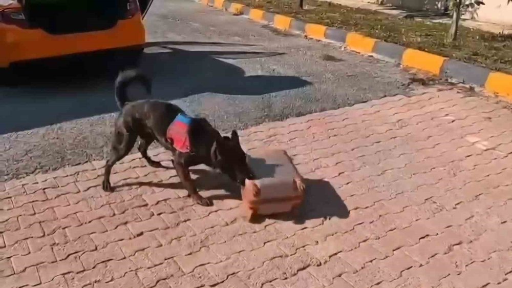 Mide ve bağırsaklarından bakın ne çıktı