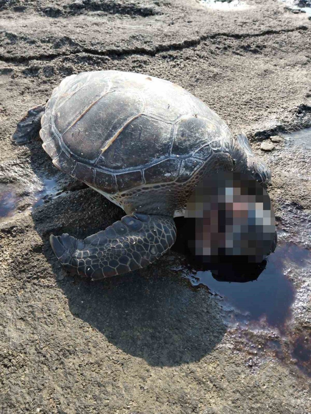 Gazipaşa’da caretta başı kesilmiş halde bulundu