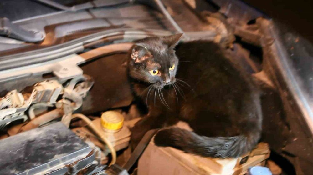 Polis aracın kaputunu açtı, motordan çıkan şaşırttı