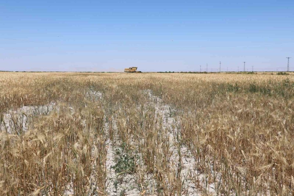 Konya'da bu yıl verimi düşük!