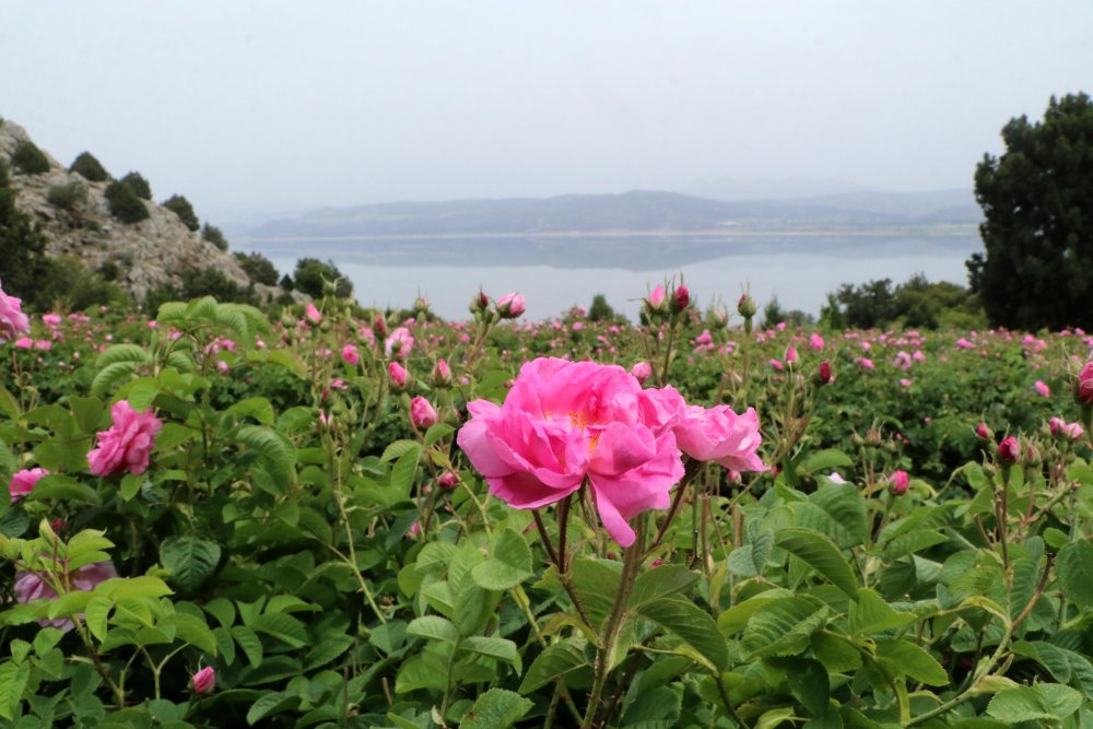 Yeni trend 'tarım turizmi'