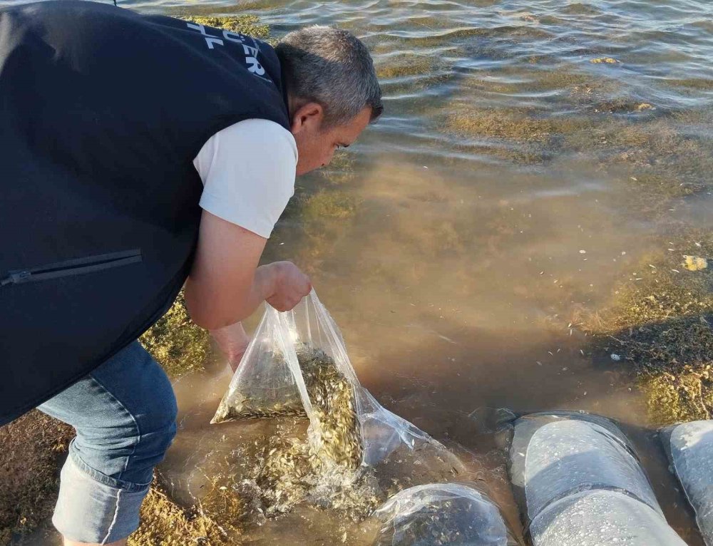 Konya'da dört gölete 500 bin yavru sazan takviyesi