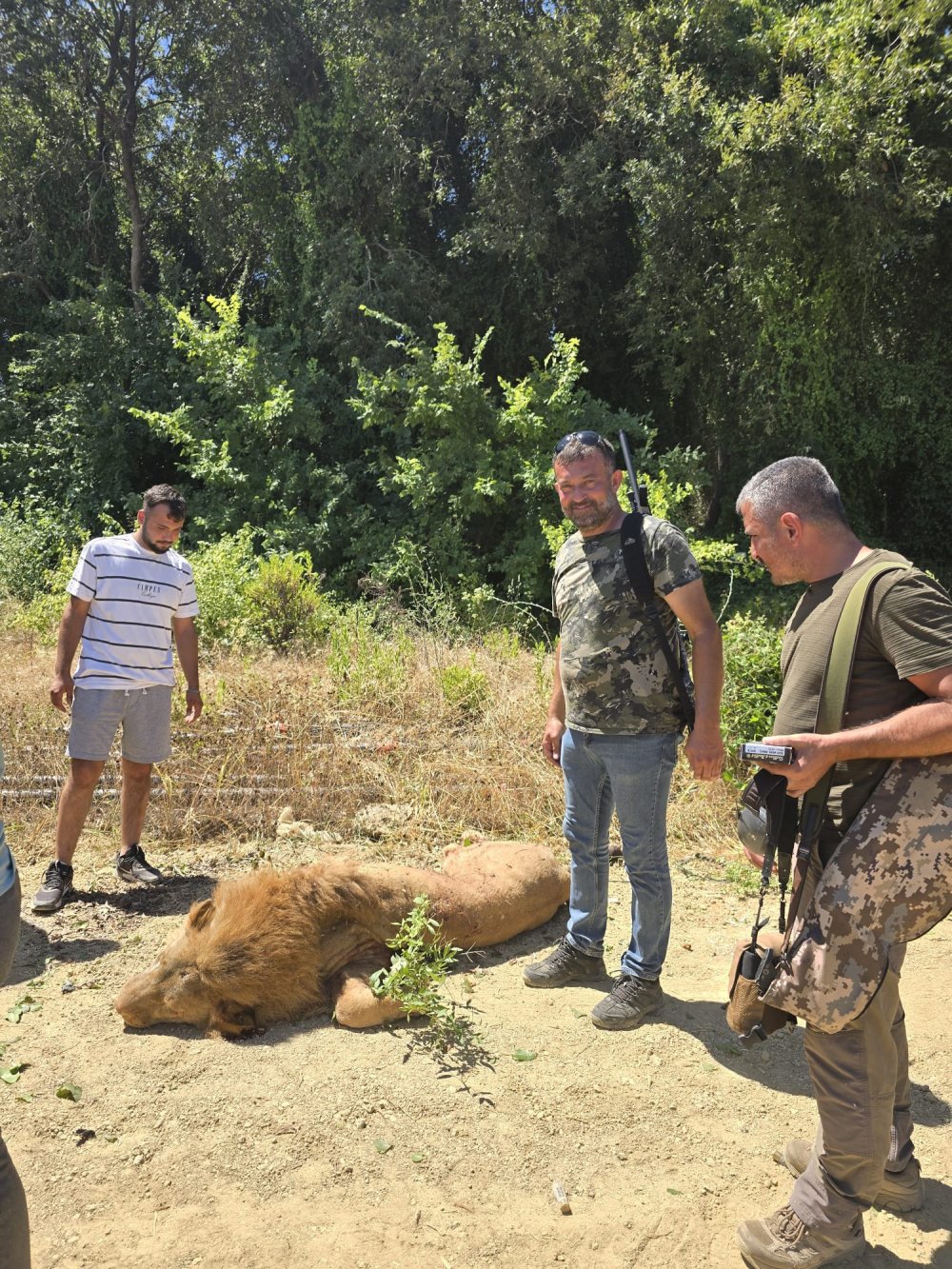 Hayvan parkından kaçan aslan öldürüldü