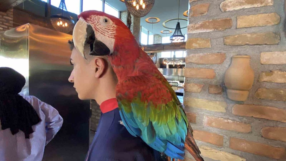 Beslenmesi ve ticareti yasak olan papağan Konya Karatay Hayvanat Bahçesine teslim edildi