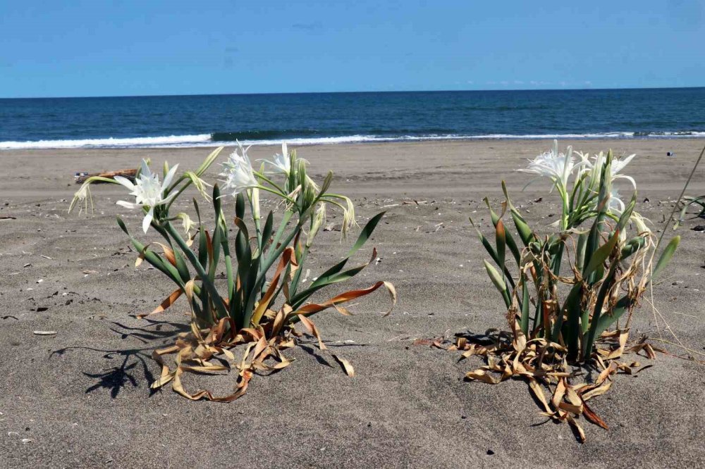 Güzelliğiyle büyülüyor, koparması cüzdanı yakıyor