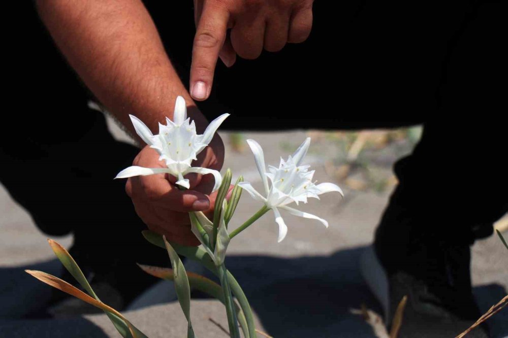 Güzelliğiyle büyülüyor, koparması cüzdanı yakıyor