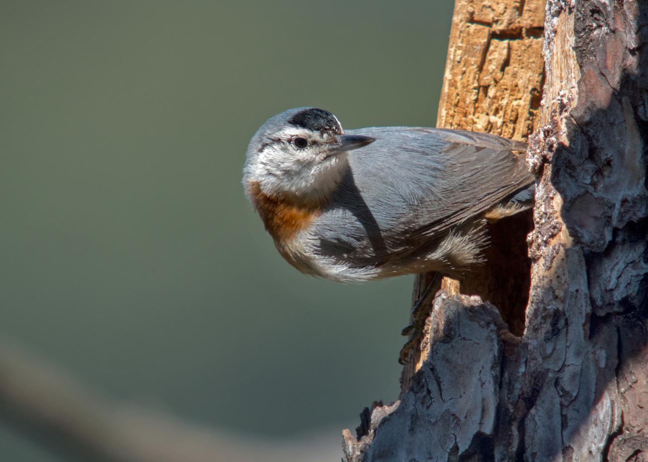 krupers-nuthatch-sitta-krueperi-achladeri-forest-lesvos-greece-16-04-2015-2.jpg