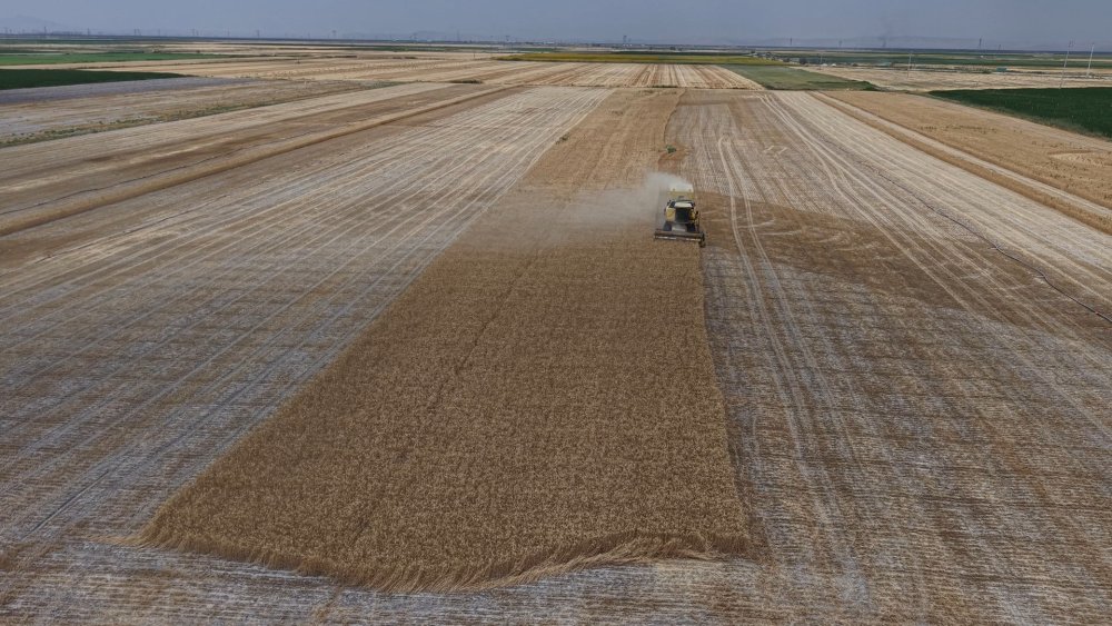 Türkiye'nin tahıl ambarı Konya Ovası’nda beklenen rekolte açıklandı