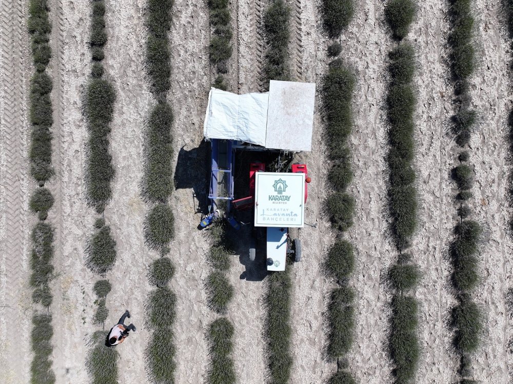Konya'da ziyaretçi akınına uğrayan bahçede hasat zamanı