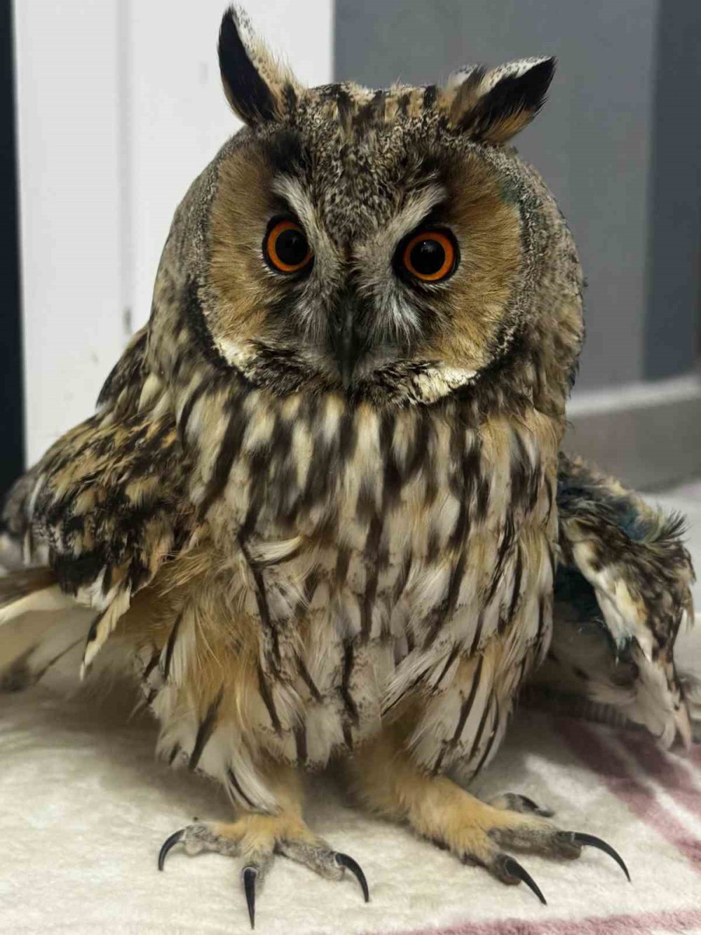 Konya'da kulaklı orman baykuşu kurtarıldı