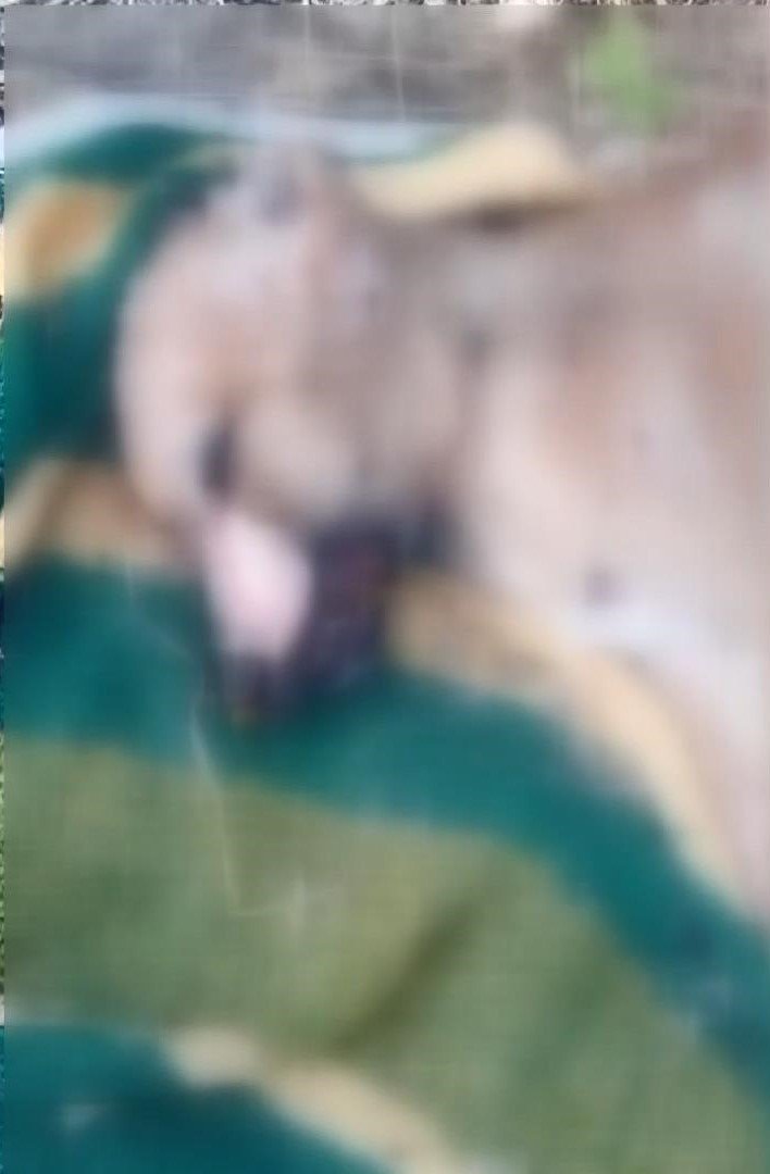 Köpek işkenceyle öldürüldü iddiası!