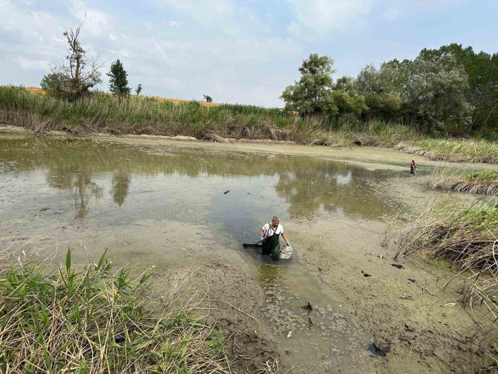 Onlarca balık can çekişti!