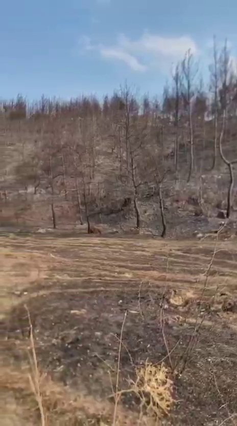 Yanan ormanda erkek cesedi bulundu