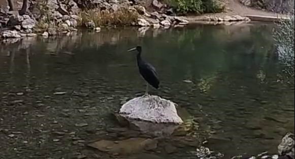 Konya'da görüntülendi... Sonbahara kadar burada kalıyorlar