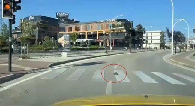 Kaplumbağa yaya geçidinden geçti