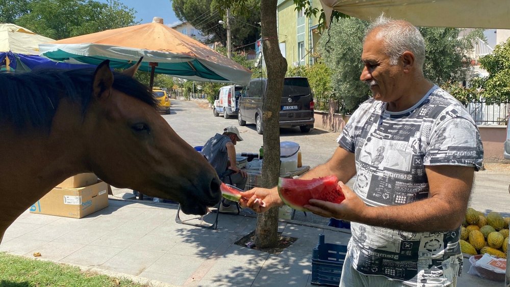 Yılkı atları kent merkezine indi, pazarcılar kavun ve karpuz ile besledi