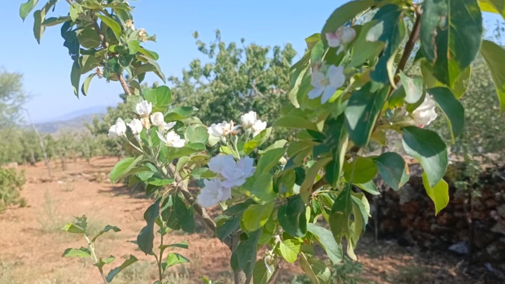 Konya'da ağustosta çiçek açtılar
