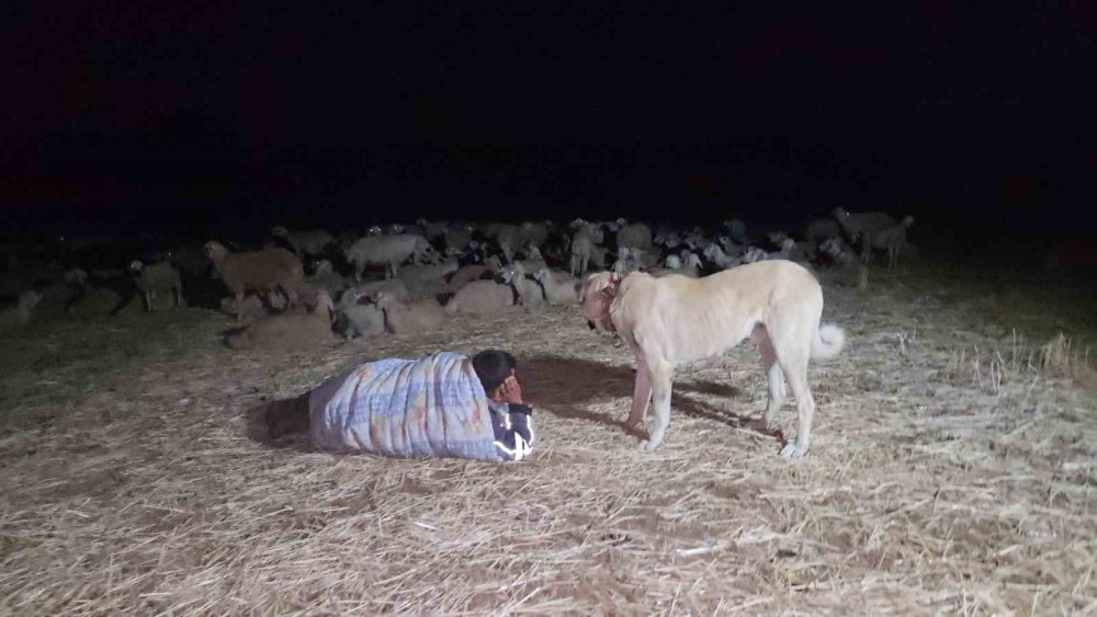 Çobanlardan kavurucu sıcaklara karşı çözüm yolu