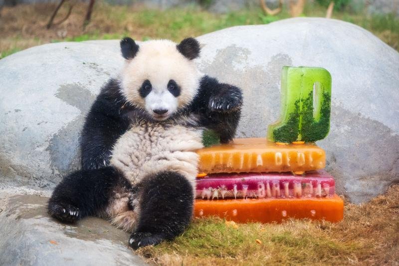 İkiz pandaların doğum günü kutlandı