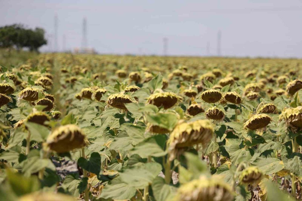 Konya Ovasından haber geldi... Ayçiçeği yağı fiyatlarında sevindiren gelişme