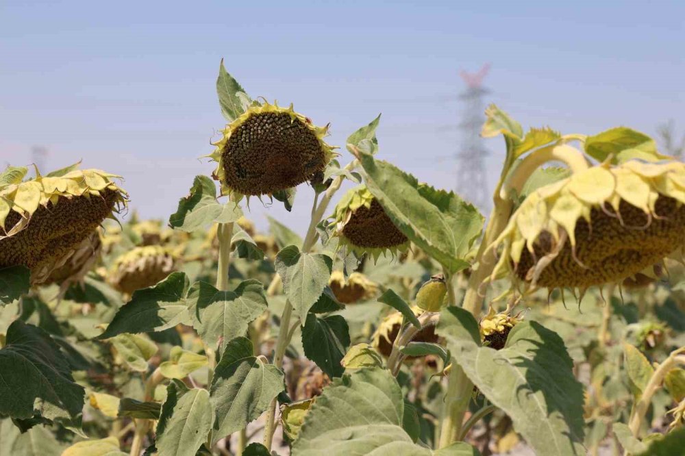 Konya Ovasından haber geldi... Ayçiçeği yağı fiyatlarında sevindiren gelişme
