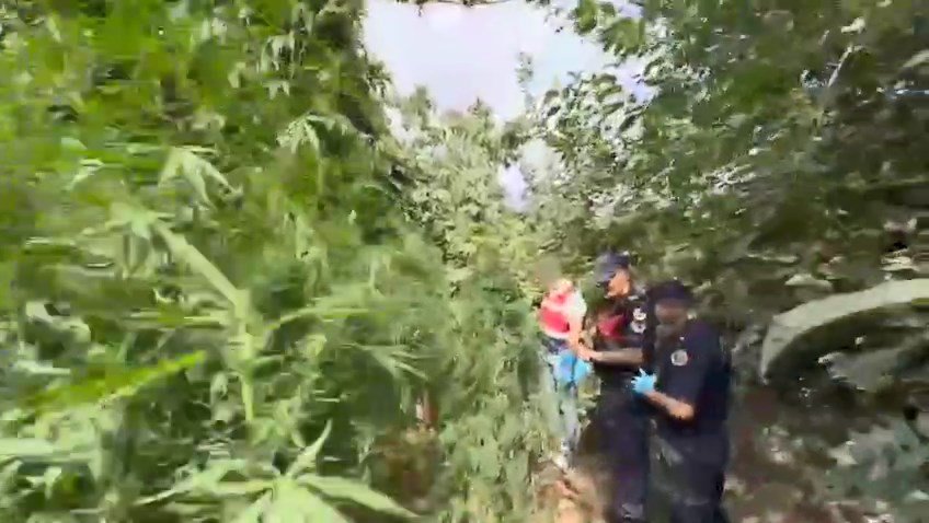 Bahçesini kenevir tarlasına çeviren şüpheli tutuklandı