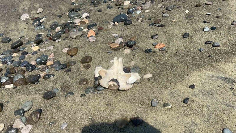 Denizden telef olmuş angus çıktı