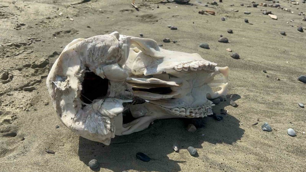 Denizden telef olmuş angus çıktı