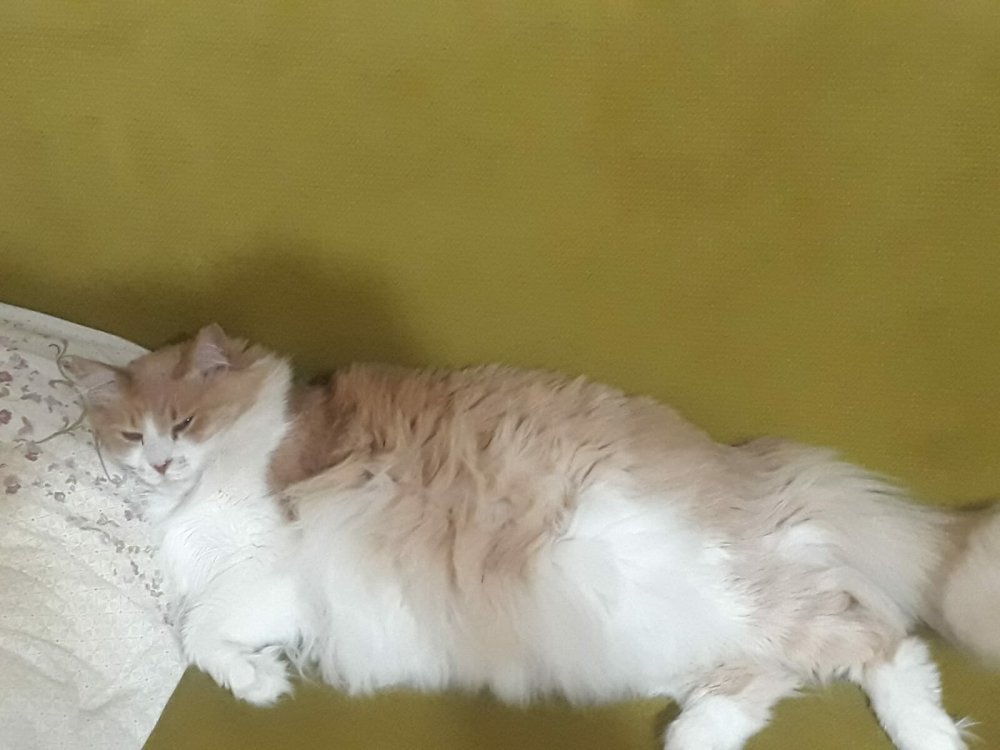 Kedisini bulana 5 bin lira ödül verecek