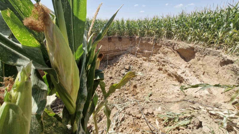 Konya'dan sonra Karaman'da da sayıları artmaya başladı