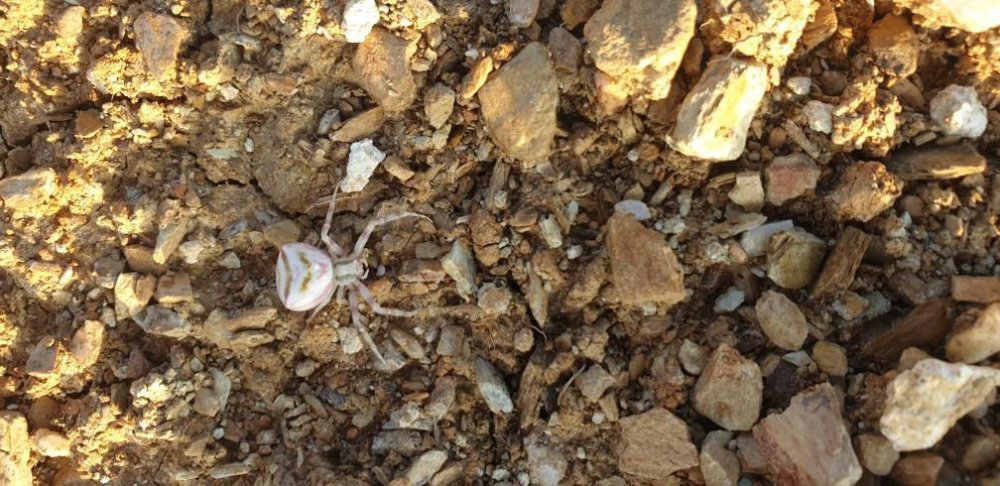 'İnsan yüzlü örümcek’ şaşırttı