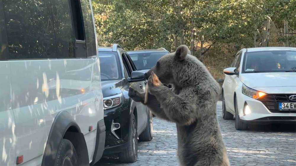 Ayıya ekmek veren vatandaş son anda kurtuldu