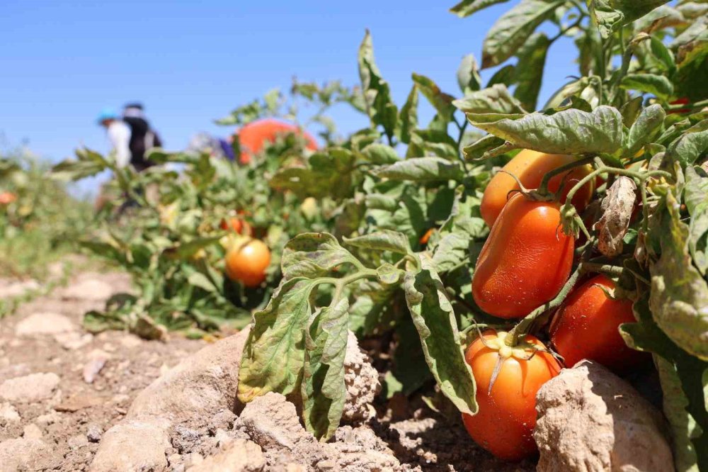 "Dışarıda 25 liraya alacağınıza tarladan 8 liraya alın"