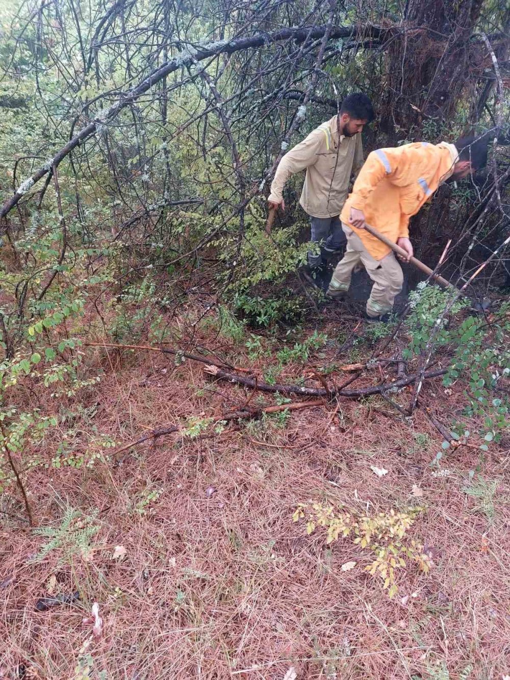 4 ağaca yıldırım düştü